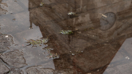 puddle of water on old stone sidewalk reflecting the tower with clock from an old building
