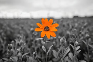 Single orange flower in a grayscale field. A pop of color against a muted background.