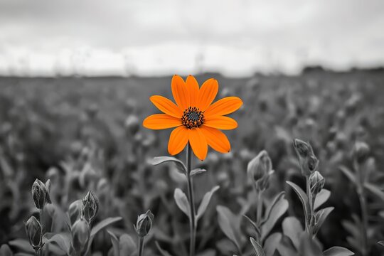 Fototapeta Single orange flower in a grayscale field.  A pop of color against a muted background.
