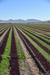 Yuma, AZ. U.S.A. 11/2024.  At the convergence of Arizona, California, Mexico and the Colorado River is Yuma, Arizona, the Winter Lettuce capital of North America. 