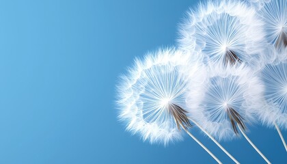 A close-up of delicate dandelion seeds against a soft blue background.
