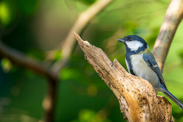 Obraz premium 木にとまるカシジュウカラ