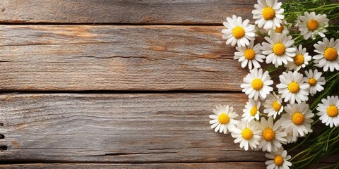 Obraz premium Chamomile flowers beautifully arranged on a rustic wooden background, showcasing the vibrant characteristics of chamomile flowers in a serene, natural setting. Chamomile flowers add charm and