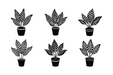 Zebra Plant (Aphelandra squarrosa) design, labeled silhouette vector art illustration.