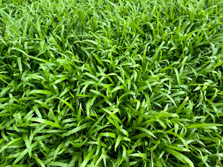 Green tropical carpet grass or axonopus grass. A type grass species used primarily in turf, lawn, garden planter base, and green pasture. Carpet grass is very common in tropical countries.