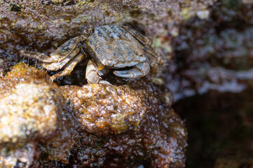 Crab hiding amongst rocks at low tide, Brac Island, Croatia
