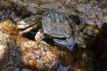 Crab hiding amongst rocks at low tide, Brac Island, Croatia