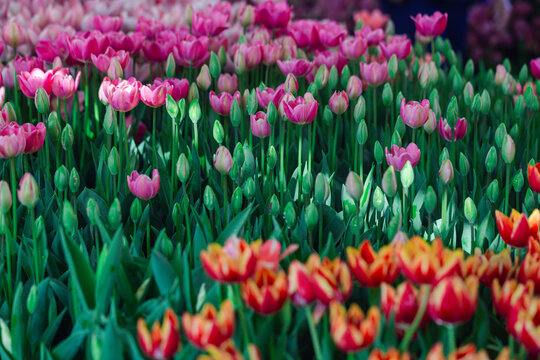 Blooming colorful tulips flowerbed in public flower garden