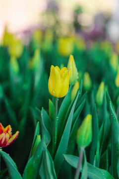 Blooming colorful tulips flowerbed in public flower garden