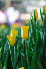 Blooming colorful tulips flowerbed in public flower garden
