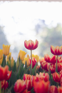 Blooming colorful tulips flowerbed in public flower garden