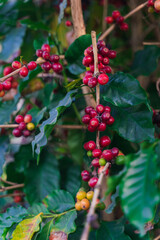 red berries on a tree, coffee bean in the garden