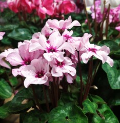 Cyclamen Persicum pink flowers. Сyclamen plant with green leaves in bloom in the garden, closeup. Floral background.
