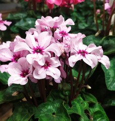 Pink Cyclamen Persicum flowers. Сyclamen plant with green leaves in bloom in the garden, closeup. Floral background.