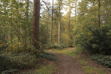Hiking trail path fall forest with tall trees and fallen autumn leaves on the ground.	