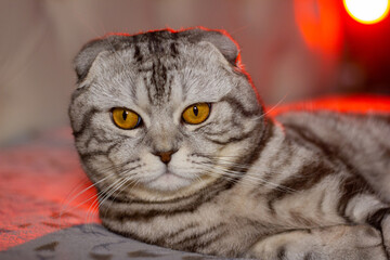 Scottish Fold cat lying on bed with red light