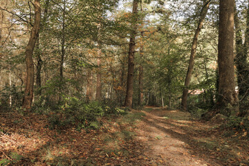 Fall forest with tall trees and fallen autumn leaves on the ground and sun and shadow lines.	