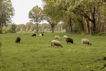 Obraz premium Sheep group grazing in a field of grass. Dutch countryside landscape grassland.