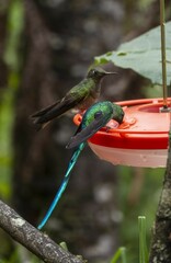 Beautiful green bright colorful hummingbirds in rainforest in Colombia