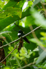 Beautiful green bright colorful hummingbird in rainforest in Colombia