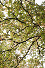 Fototapeta premium Leaves on tree branches captured from below during fall autumn time. Forest, woods scenery. Vertical portrait photo.