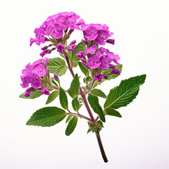 Purple verbena flower buds on white background