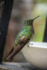 Beautiful green bright colorful hummingbird in rainforest in Colombia