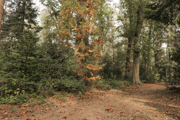 Hiking trail path fall forest with tall trees and fallen autumn leaves on the ground.	