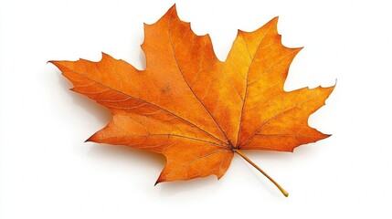Fototapeta premium autumn leaf on white background