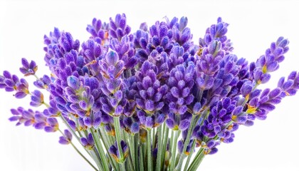 Lavender on white background isolated. Beautiful flower.