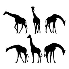 Giraffe silhouette set on white background.