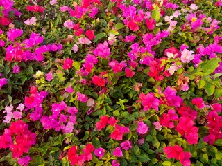 Obraz premium A field of pink flowers with green leaves