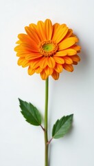 Vibrant orange Gerbera flower against a crisp white background, orange gerbera flower, white background, nature