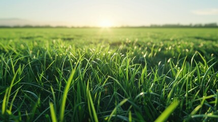 Fototapeta premium Field of green grass with the sun shining on it. The sun is setting in the background