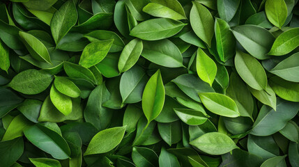 A vibrant array of green leaves layered together, showcasing various shapes and shades, creating a lush, natural texture.