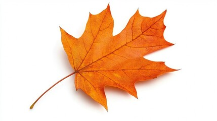 Obraz premium autumn leaf on white background