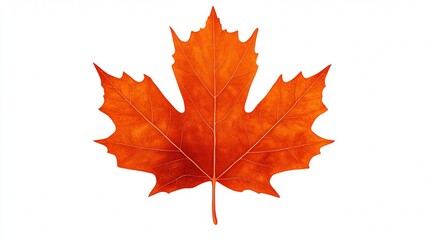 autumn leaf on white background