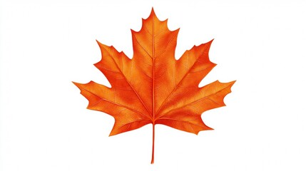 Fototapeta premium autumn leaf on white background
