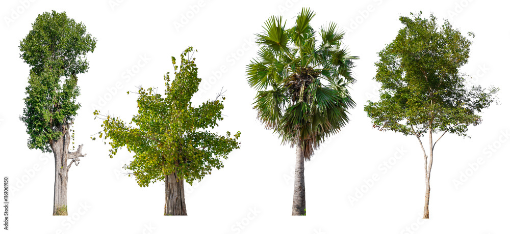Poster collection tree png transparent background