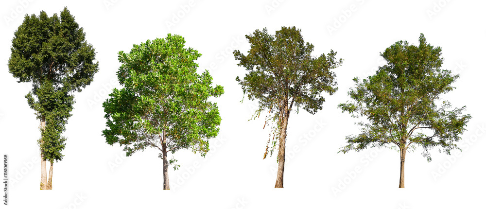 Poster collection tree PNG transparent background 