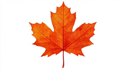 Fototapeta premium autumn leaf on white background