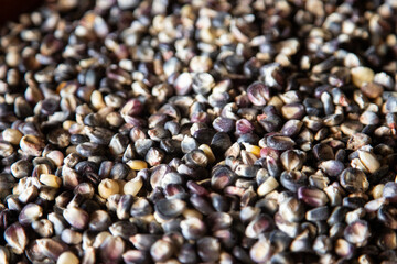 Variety of native corn races from the Oaxaca region in Mexico.