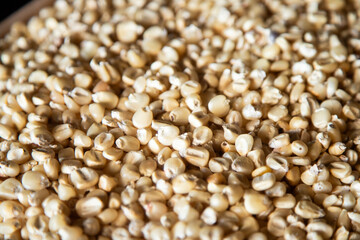 Variety of native corn races from the Oaxaca region in Mexico.