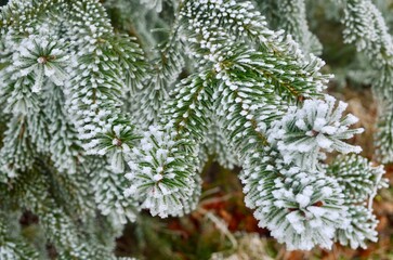 Close-up of a spruce branch covered with frost after an icy fog close-up