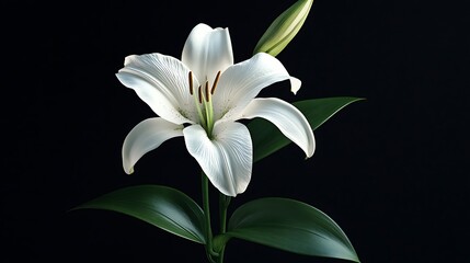 Fototapeta premium White lily flower with green leaves isolated on black background