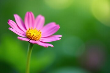 Fototapeta premium Delicate pink daisy petal on a green leaf stem, cute, delicate