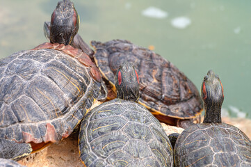 red-eared turtles basking in the sun