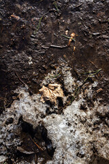 Spring ground covered with thawing snow. Melting ice on dry grass close up.