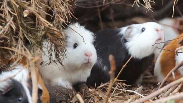 Closeup footage of a domestic guinea pigs (Cavia porcellus) resting on hay during daytime