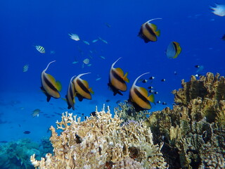 Red Sea bannerfish (Heniochus intermedius) undersea, Red Sea, Egypt, Sharm El Sheikh, Montazah Bay